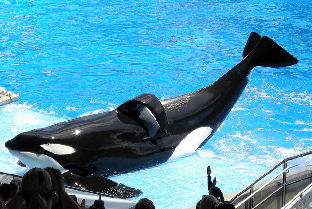 Tilikum is just one example of dorsal fin collapse in captive male orcas. Photo © Milan Boers