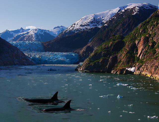 Two transient orcas make their way through an Alaskan fjord. Photo © Rennett Stowe