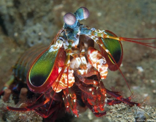 Peacock Mantis Shrimp, Lembeh Strait, Indonesia.. Photo: Matthew Ramaley.  