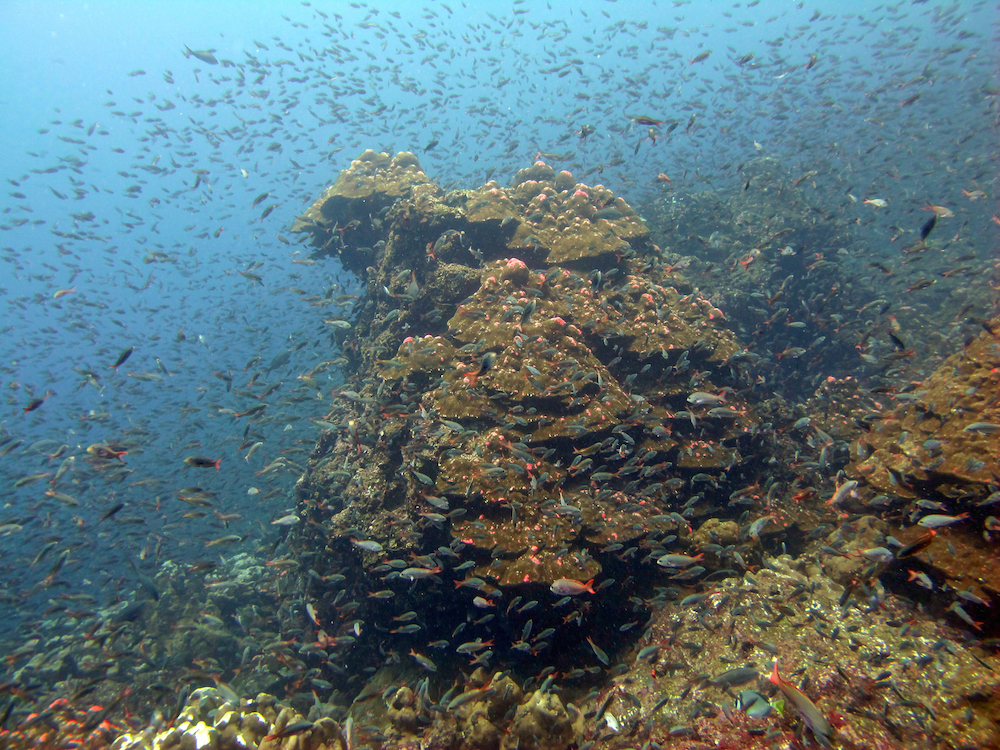 Coral reef near Darwin Island, Galapagos. Photo courtesy KSLOF.