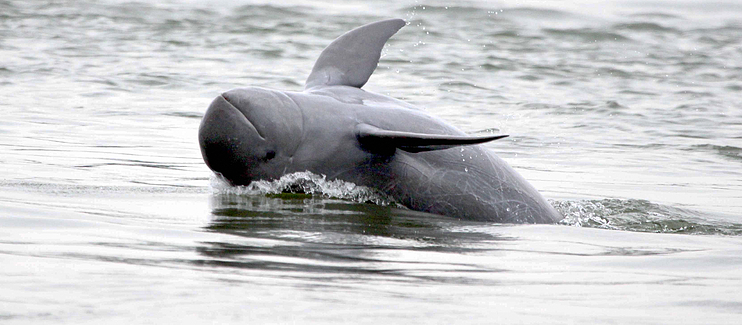 The endangered Irrawaddy Dolphin calls the Sundarbans home.