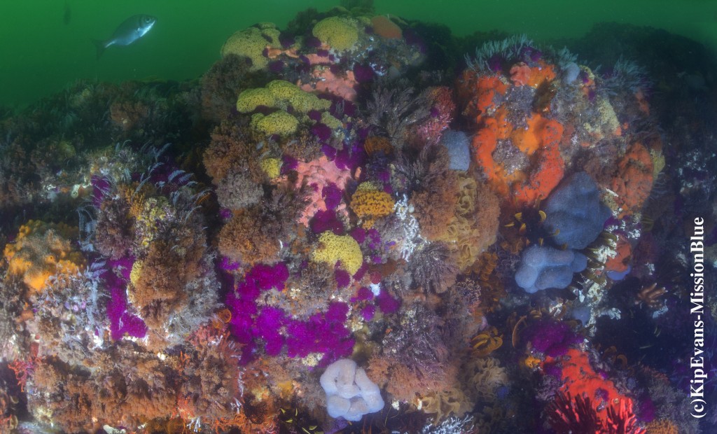 Algoa Bay Reef (c)KipEvans-MissionBlue