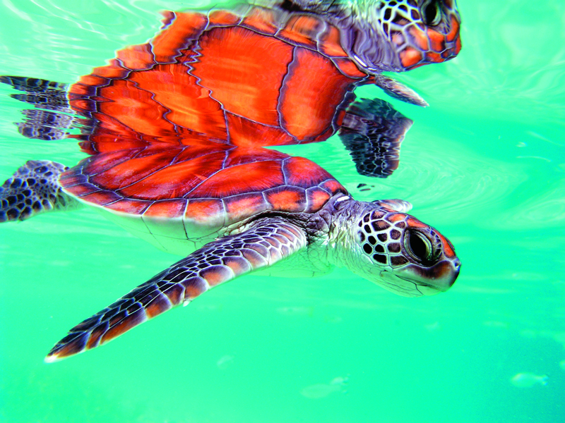 Tetiaroa provides vital sea turtle nesting habitat