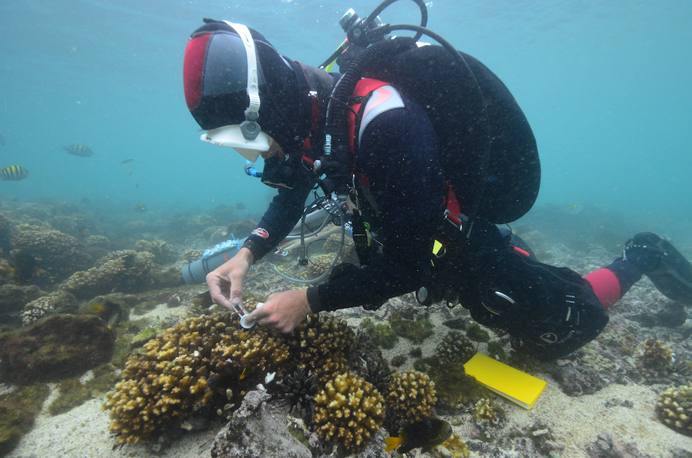 Diver surveying corals. Photo courtesy KSLOF.