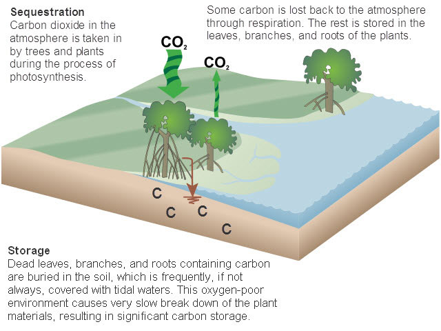 carbon_cycle