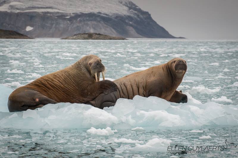 "Walrus cow taking care of her calf. Calves are usually born on the ice and the cow will nurse them for about 2 years. After 6 months of milk, solid food is added to the calves diet. This calf was almost as big as its mom. As polar bears, walrusses needs the ice to survive!" – Ellen Cuylaerts