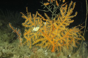 Bare branches with no polyps are signs of injury, like the grey branch towards the top of the colony in the image above. Injured corals were 7-10 times more likely to be observed on Pinnacle Trend following the Deepwater Horizon spill. Image courtesy Ian MacDonald, PhD/Florida State University.