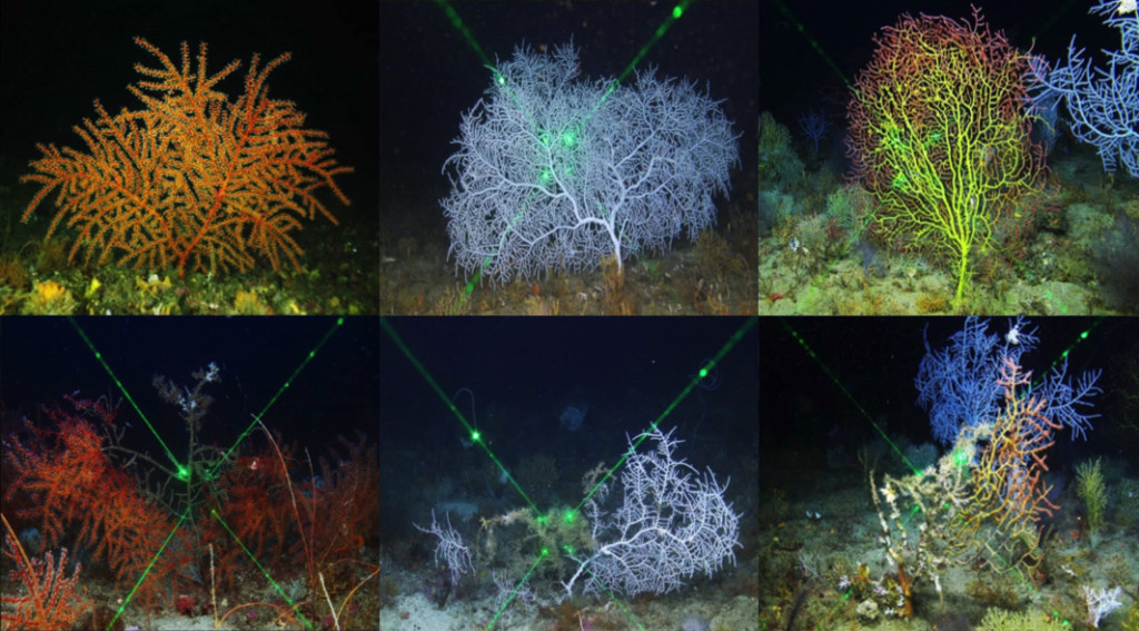 This six-panel image from the "Plan for Deepwater Horizon Oil Spill Natural Resource Injury Restoration" shows healthy (top) and injured (bottom) colonies of gorgonian octocorals on mesophotic reefs in the Pinnacle Trend region. The sea fan species are Swiftia exserta (upper and lower left), Hypnogorgia pendula (upper and lower middle), and an unidentified species in the genus Placogorgia (upper and lower right). Image courtesy Peter J Etnoyer, PhD / NOAA.