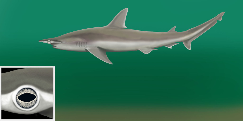 Sphyrna tiburo © DJ Jackson for Shark University