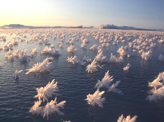 Frost Flowers in the Arctic Ocean