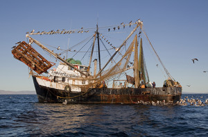 Mexican-Shrimp-Trawler_MG_9117