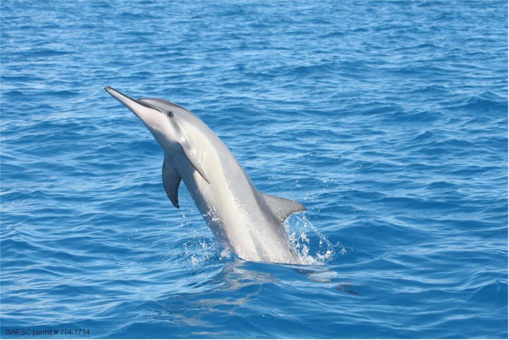 Spinner Dolphin: Photo Credit: SWFSC Permit # 774-1714