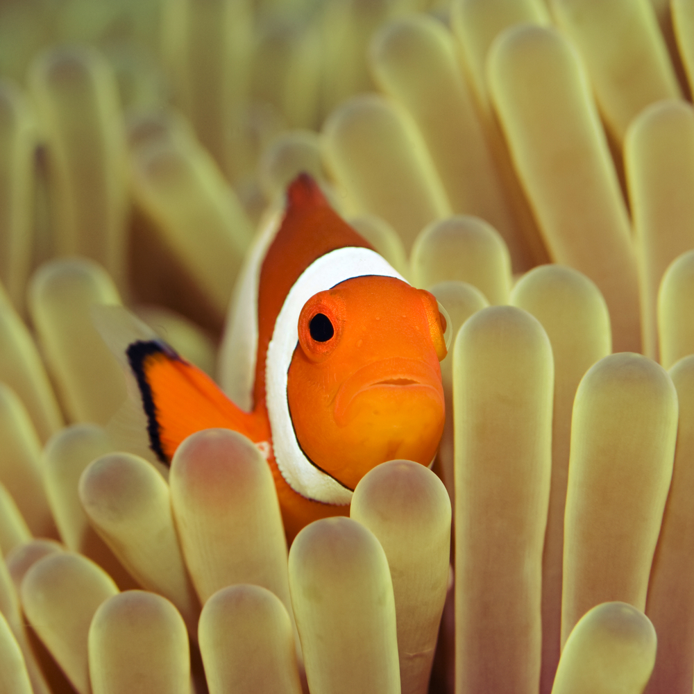 Take a Cue from the Clownfish and Make a Difference