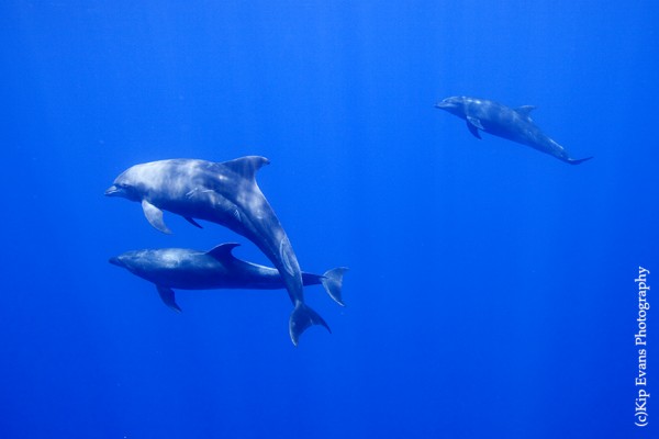 Dolphins, Photo (c) Kip Evans/Mission Blue