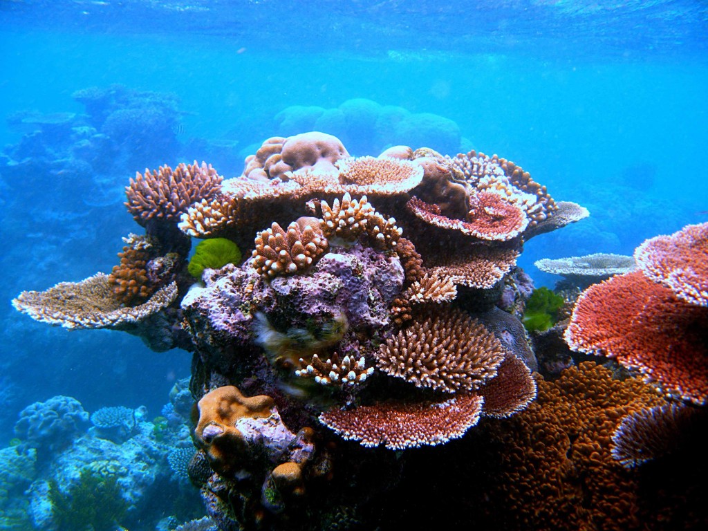 Coral Reef, Torres Strait Islands, Australia скачать