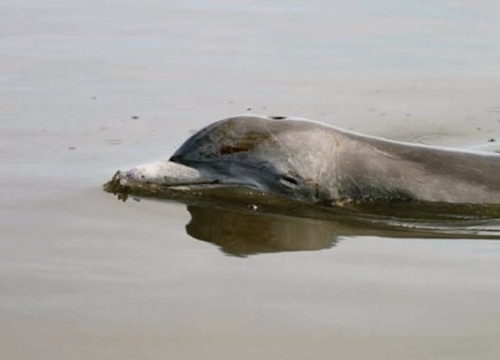 dolphin-with-oil-barataria-bay-la-aug2010_ladfw_mandy-tumlin_472