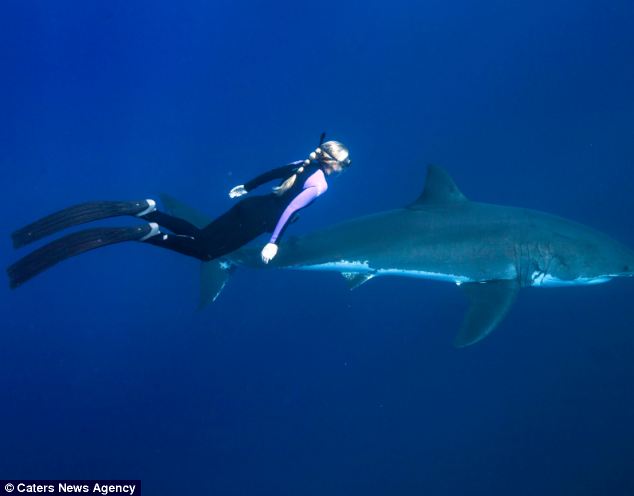 Ocean Ramsey Swims with a Great White (c) Caters News, Juan Oliphant