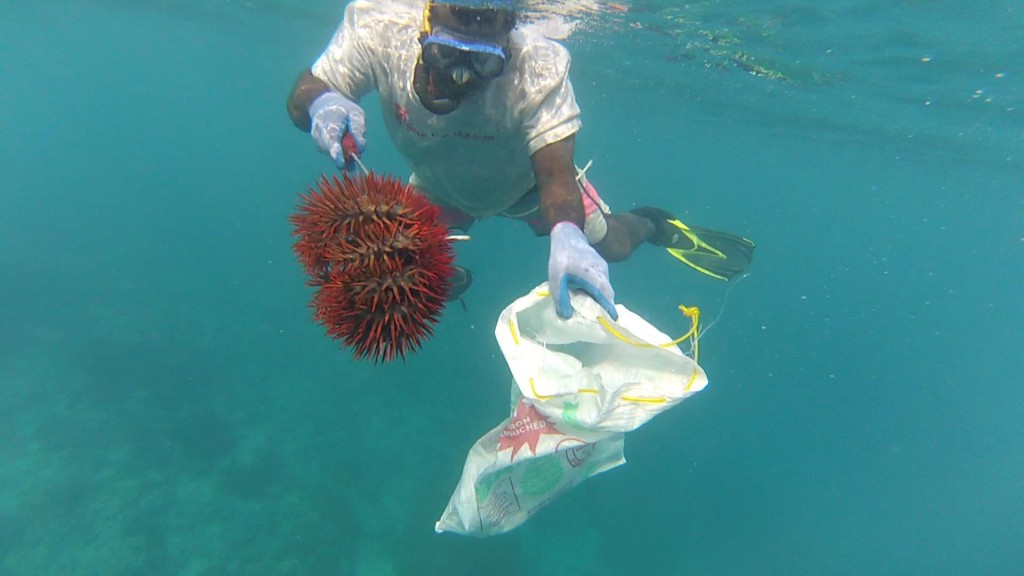Collecting invasive crown-of-thorns starfish at Emae Island and in the Maskelyne Islands