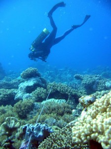 Reef Check diver conducting a survey