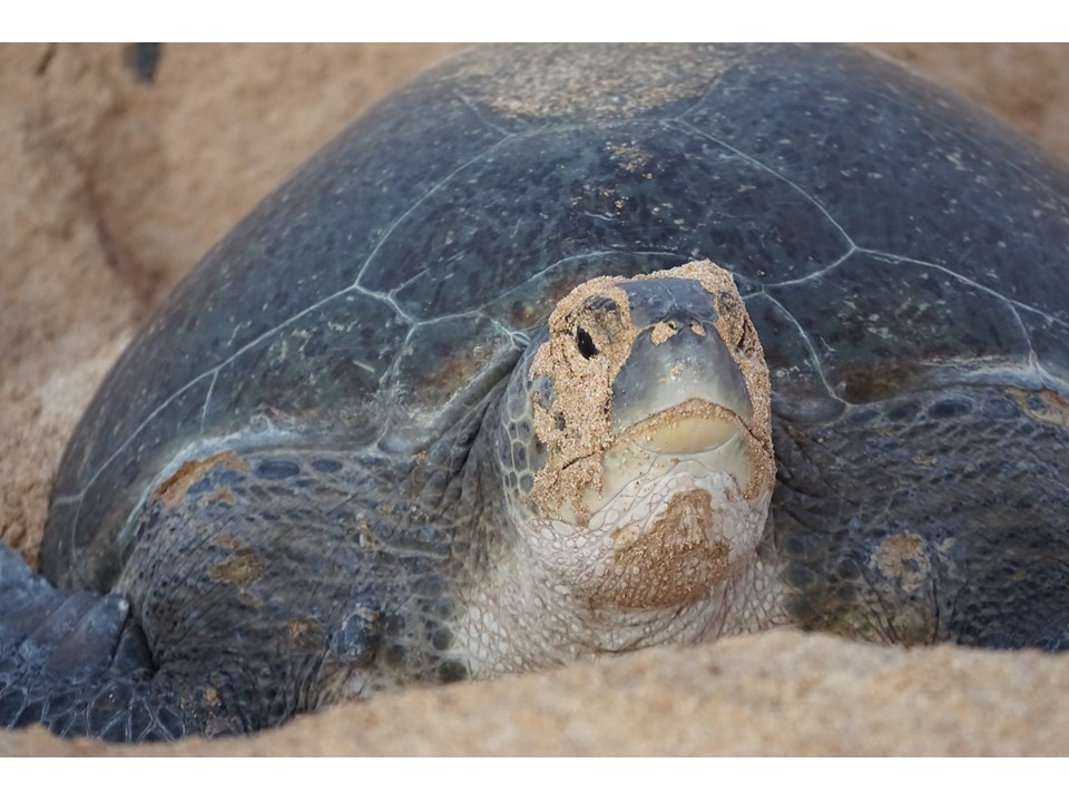 Nesting Green Sea Turtle © Dan Laffoley