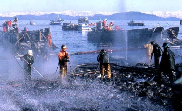 Prince William Sound, Alaska. During the Exxon Valdez “cleanup,” beach workers were not protected with respirators and they breathed the oily mists. Exxon documented over 6,000 cases of “Valdez Crud,” now known to be characteristic symptoms from exposure to crude oil. Today, on-call responders in Prince William Sound are properly trained with hazardous waste operator equipment, including respirators. Photo © Riki Ott, 1989.