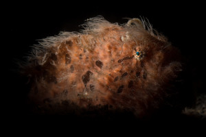 Hairy Frogfish are just one the weird and wonderful critters that can be found in ‘muck’ areas. © Henley Spiers
