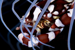 Some of the most spectacular creatures of the Coral Triangle are found in the sandy areas, such as this Harlequin Crab. © Henley Spiers