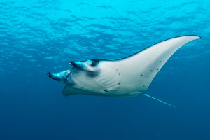 Sighting of pelagic species such as this Manta Ray are increasingly rare. © Henley Spiers