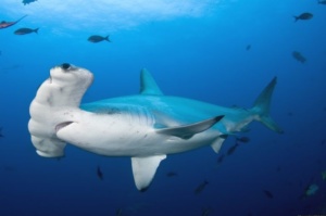 BBC: Saving sharks: One woman's mission to protect the hammerhead